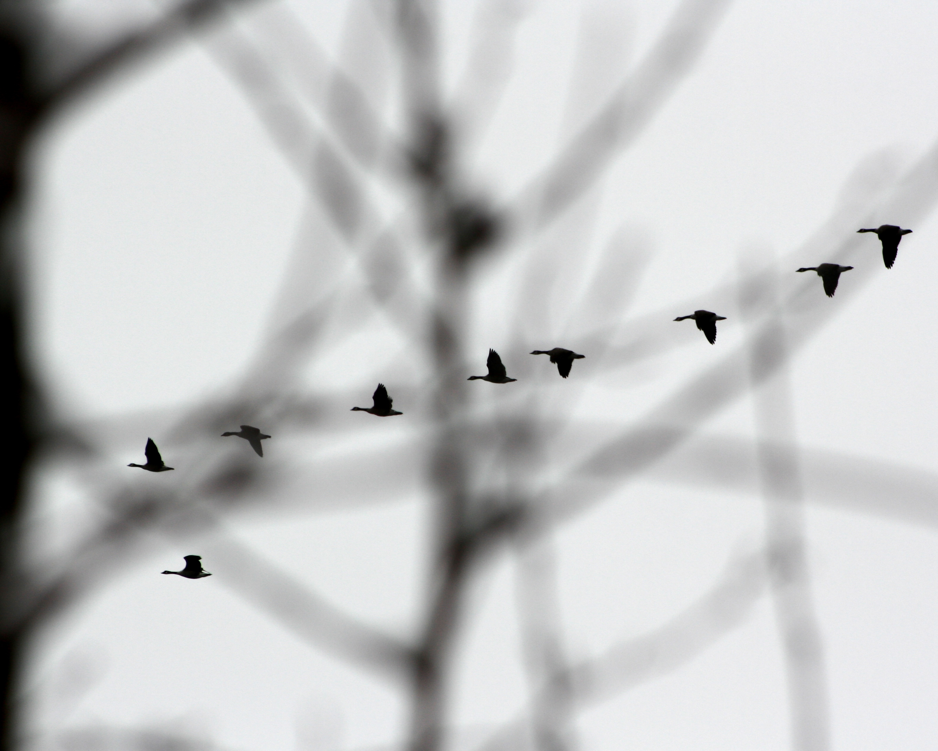 Wings_LandingGeese-1