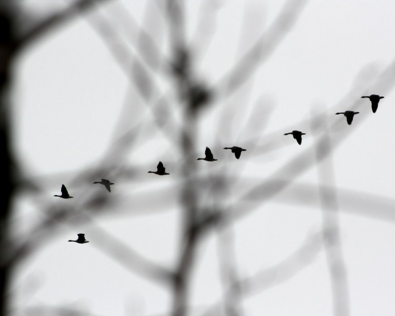 Wings_LandingGeese-1